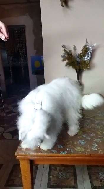 Zefirka iz Chudnoy Doliny