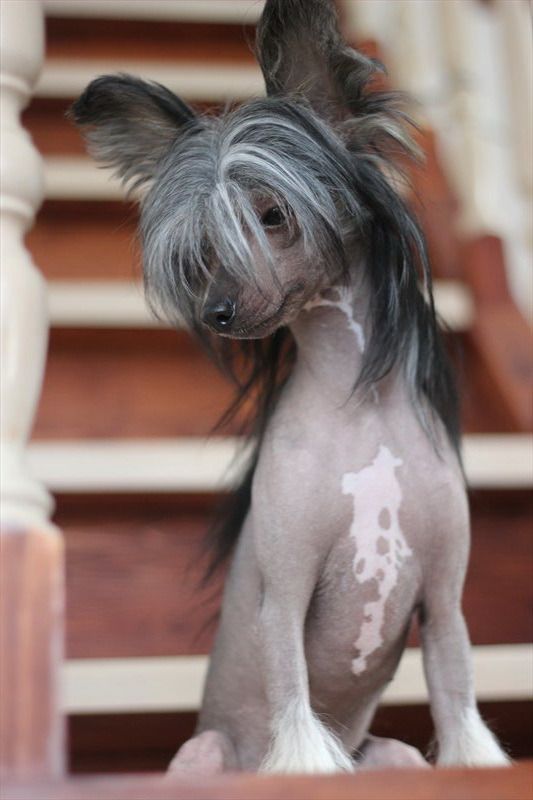 Funky-Monkey Queen Black