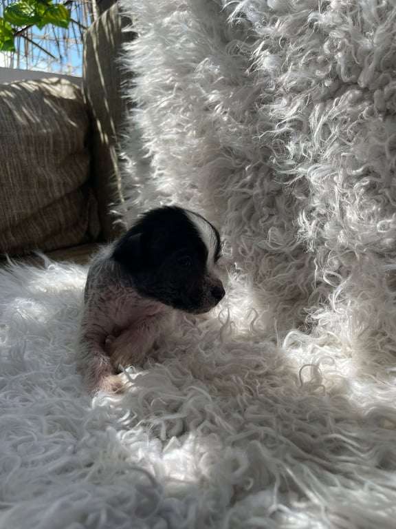 Cartujano De Tropic Land