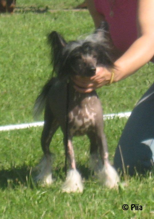 Fantastik Kashmir Schwarz Greg