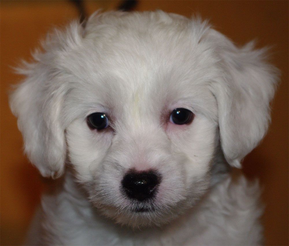 Dodge Dakota Black Dragon