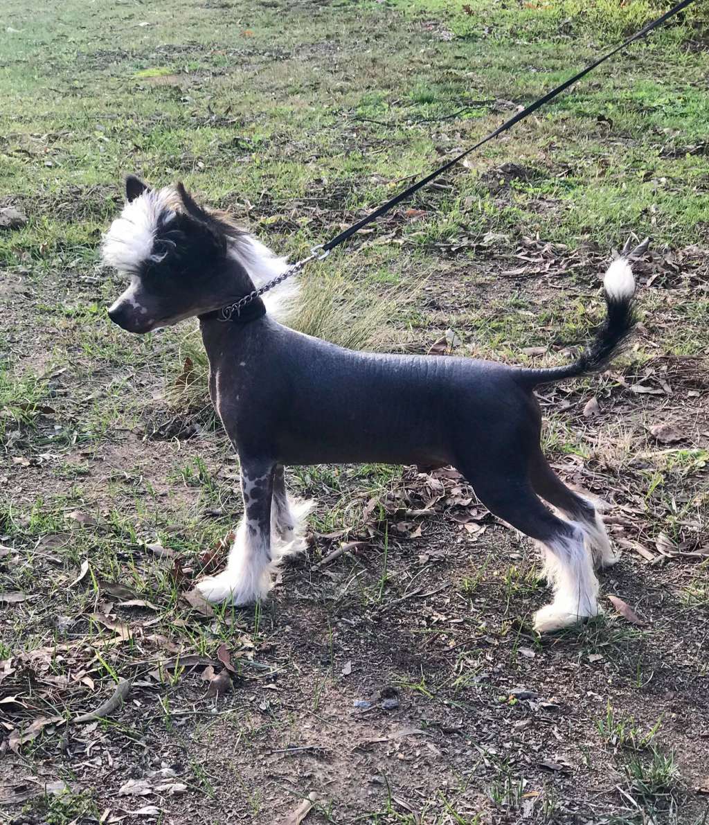 Chinois Songov Ice N Fire