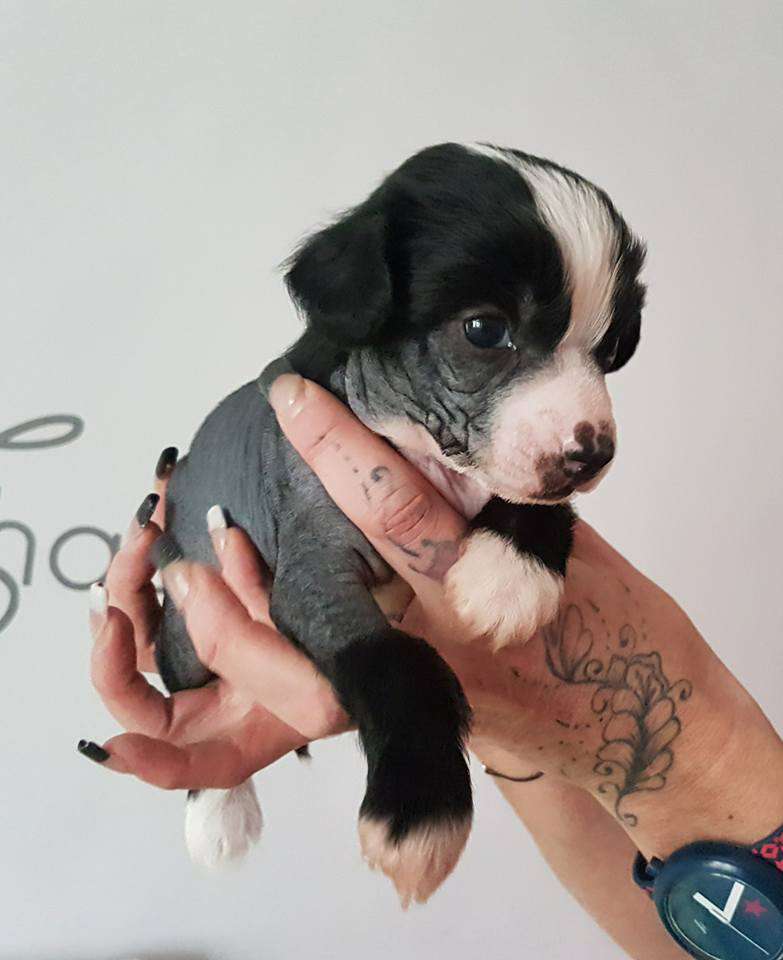 Bubbling Spirit Kenzo