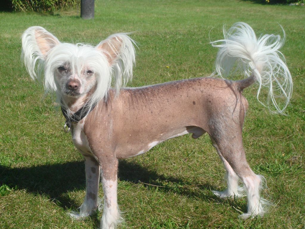 Lionheart Konsekwense Of DrReckeweg