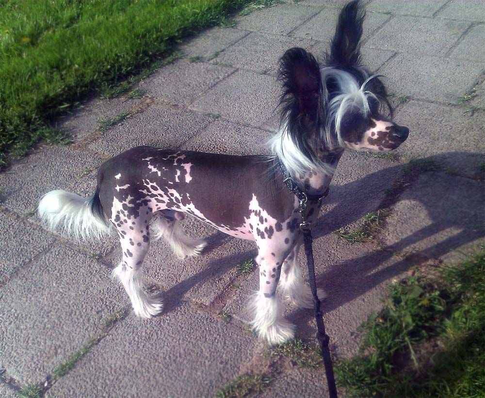 Bellatrix Luckycharm Lupus