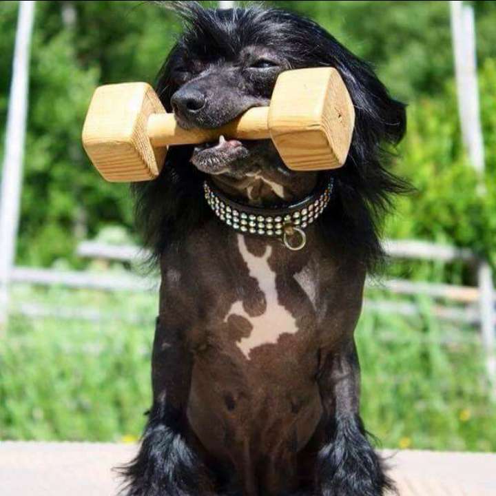 Tournais Wicked Witch From The West