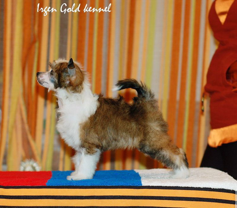 Irgen Gold Terranova