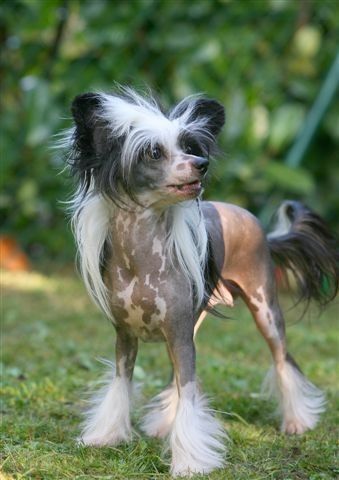 Ama-Tsu-Kami Angel Fantasy Island