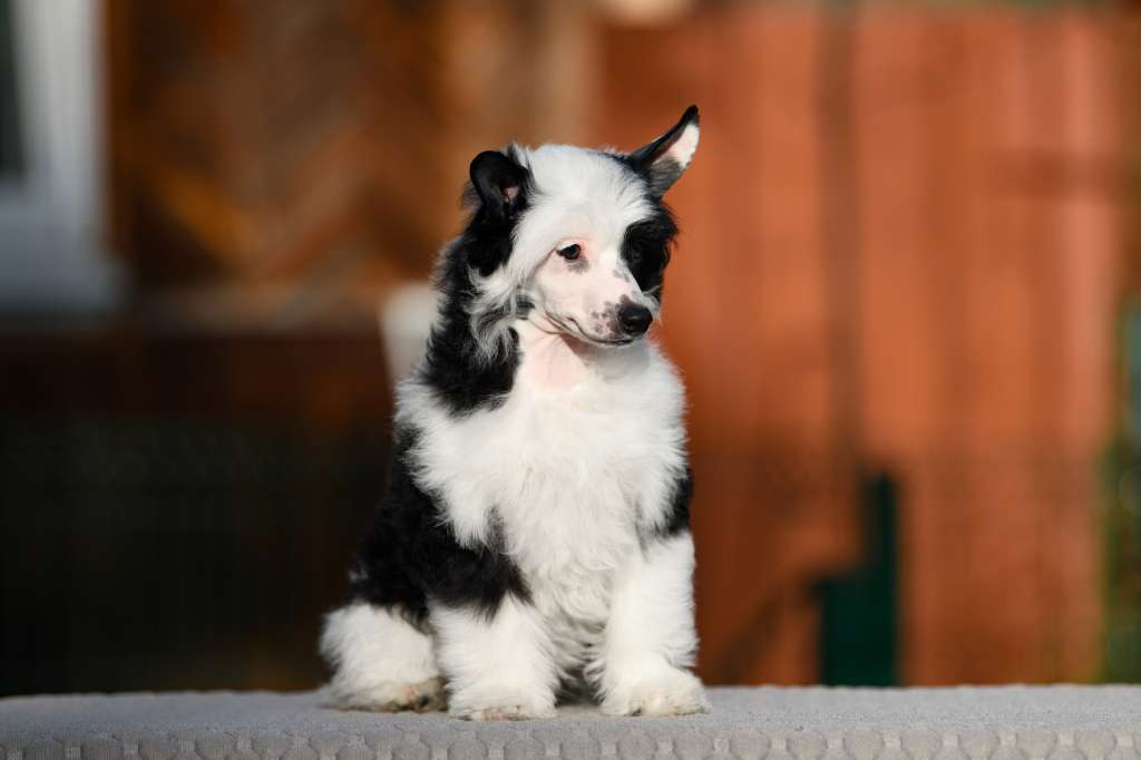 Marydance Nirvana Senses