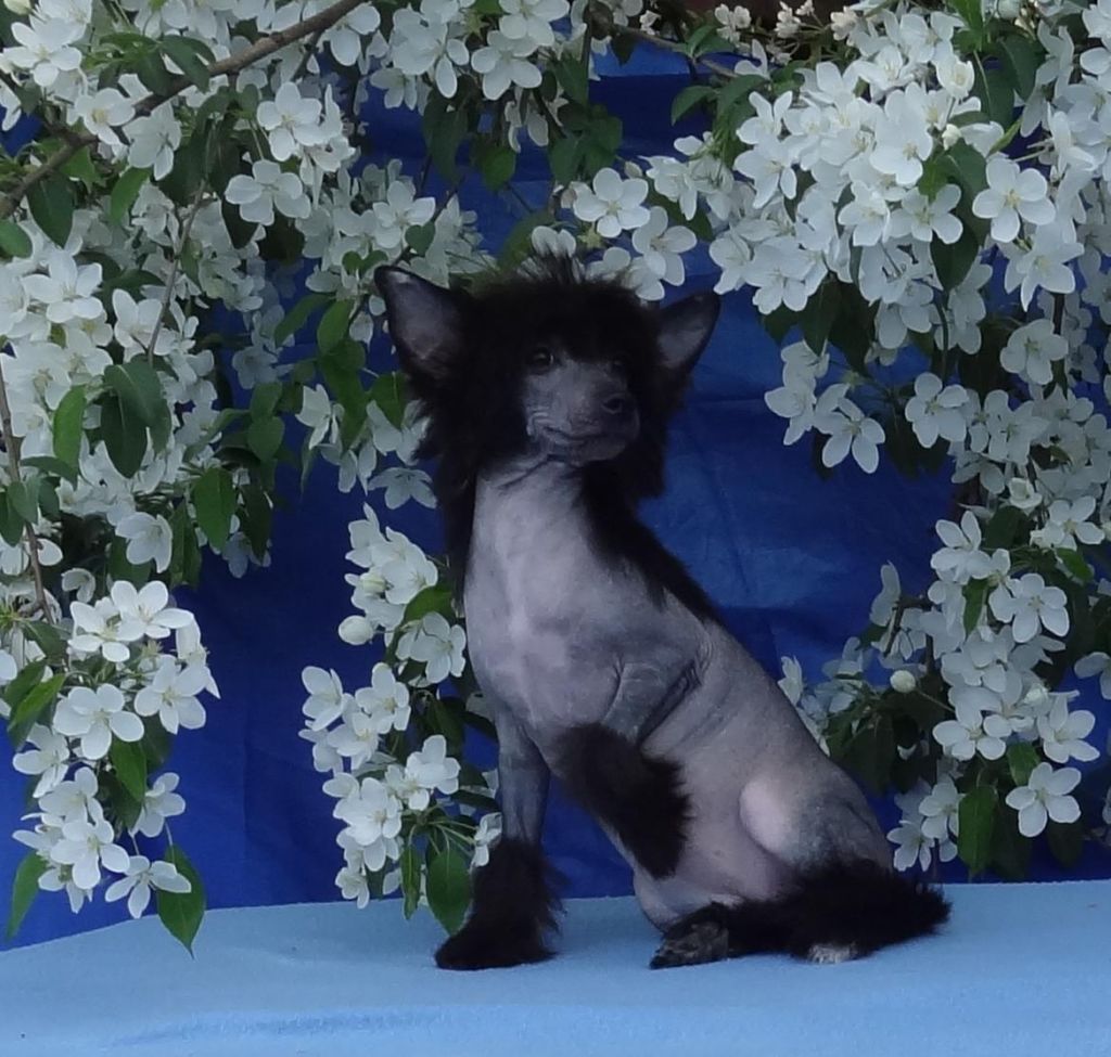 Naimuluna Line Sapfira