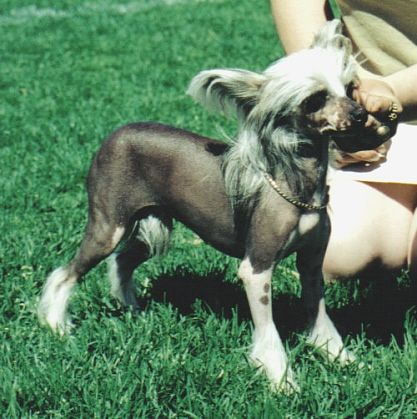 Secret Line's Vaya Con Dios