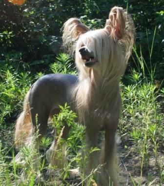 Amazonka from Khakasia