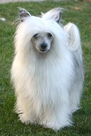 Crestars Love Bug PF