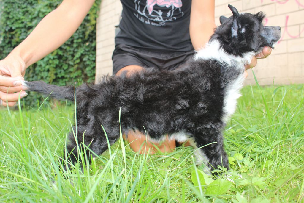 Legion Of Dream Ispassia Noiz