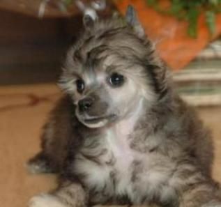 Indochine Little Champs