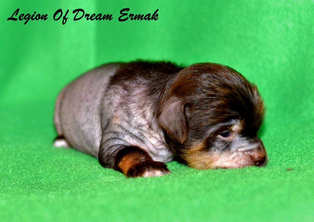 Legion Of Dream Ermak