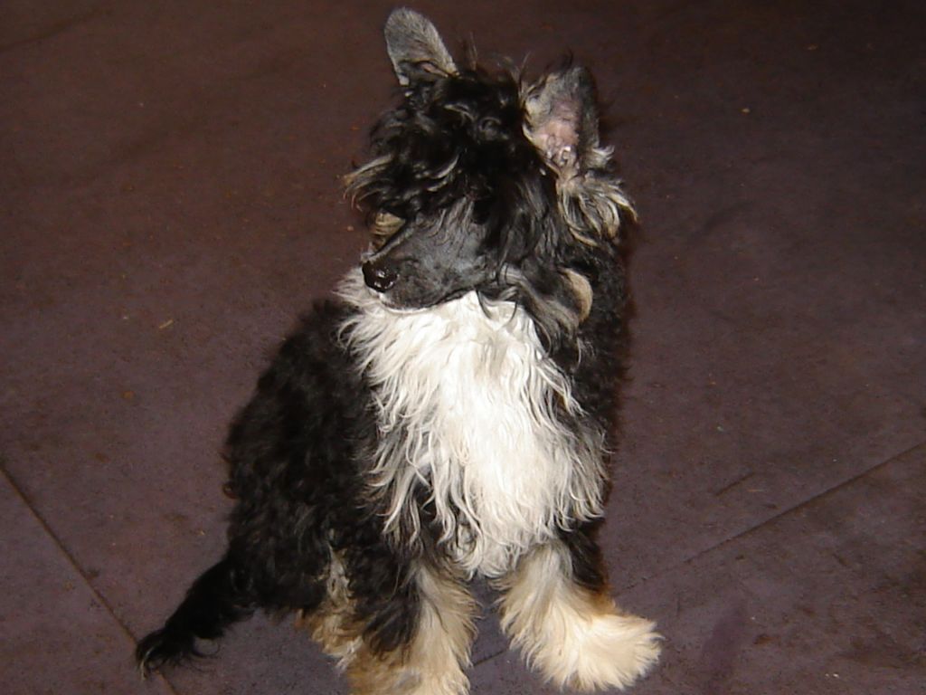 Koreke Apollo Encore With Xioma