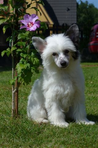 Beline Queen Decoroso