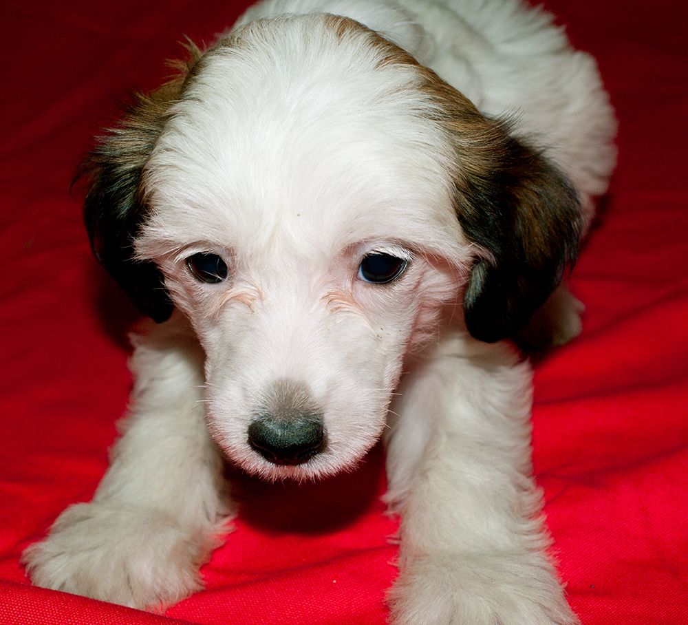 Vikiri Bells Ameno Bel Canto