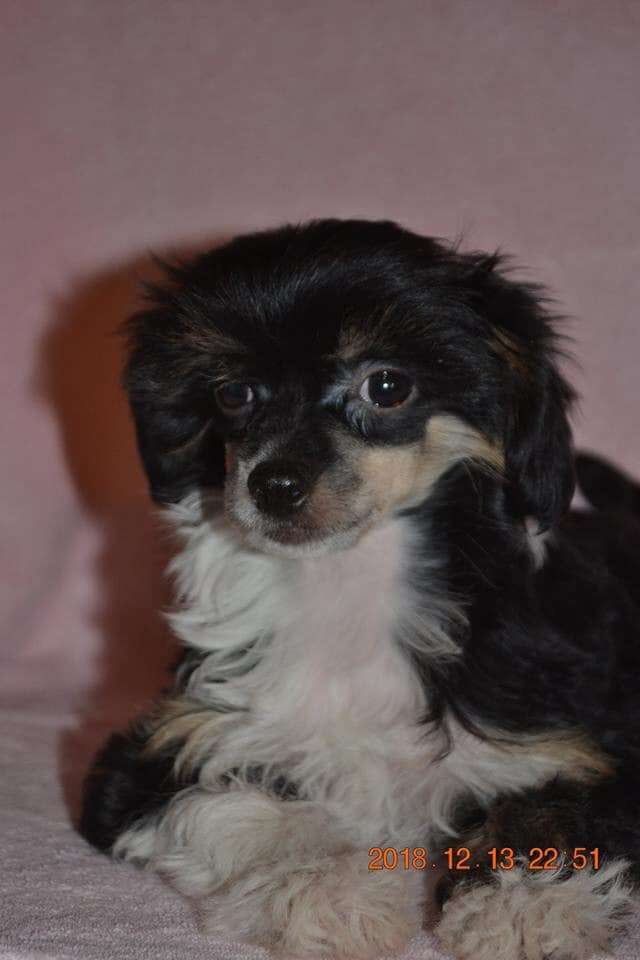 Nightstorms Evangeline