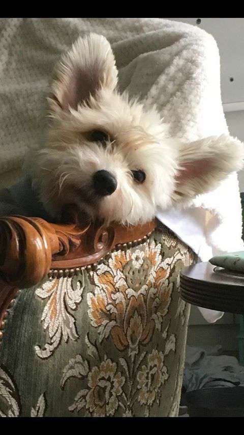 Solino's Kreme de la Kreme