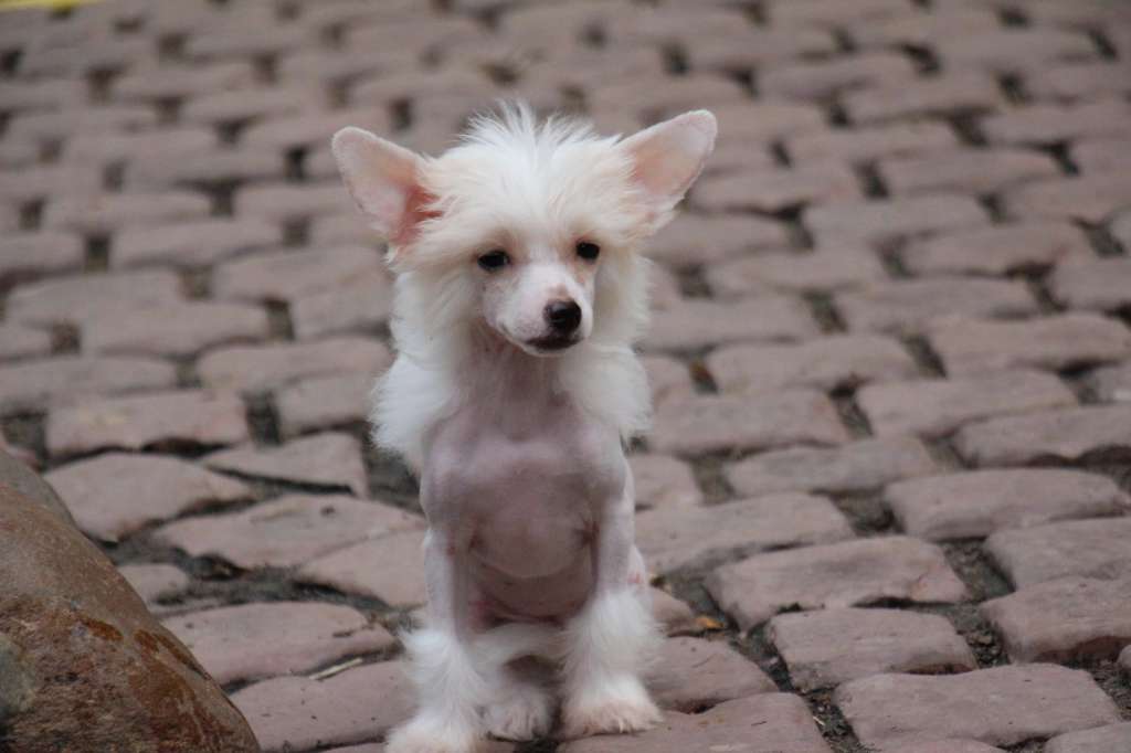 Bella Constanta Keeperess of the Light