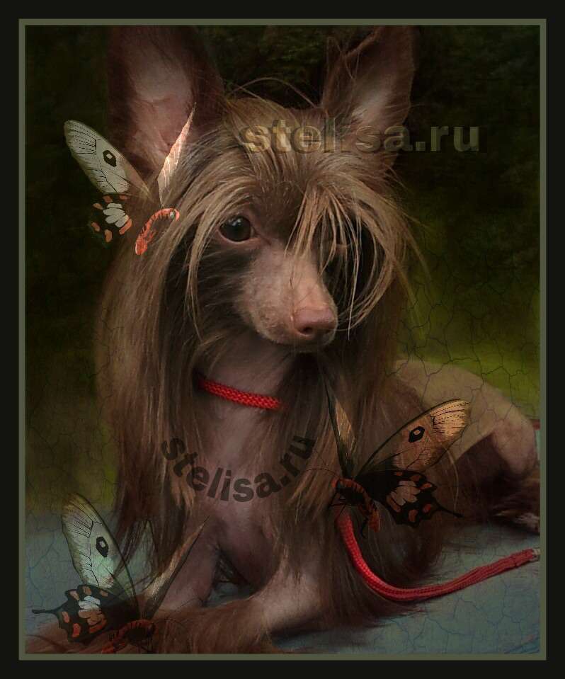 Vellar Pljus Charls Ston Shocoladny Angel