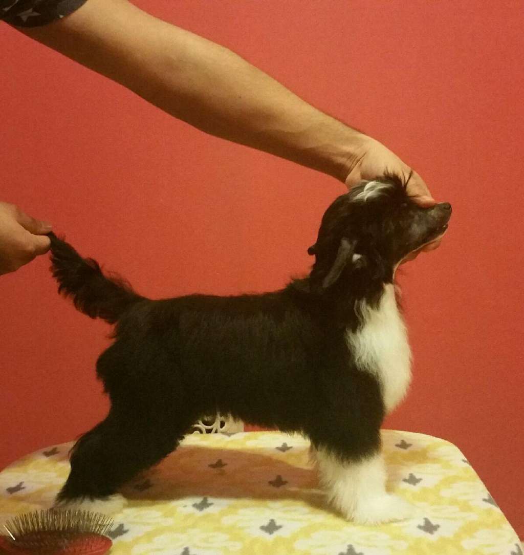 Skyfall Cowboy At Zhen