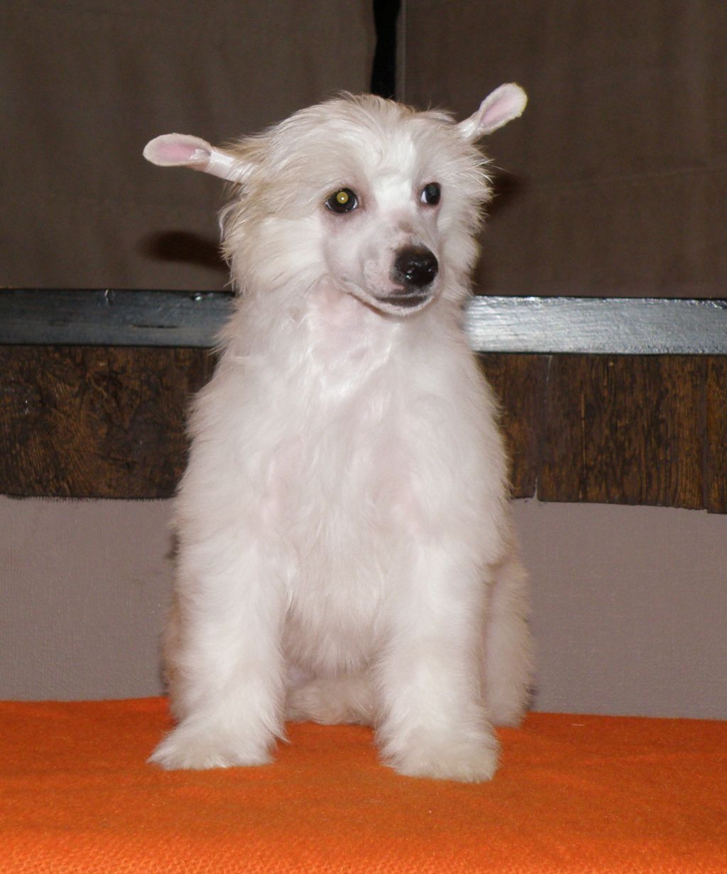 Olegro Katrin Il Sole mio