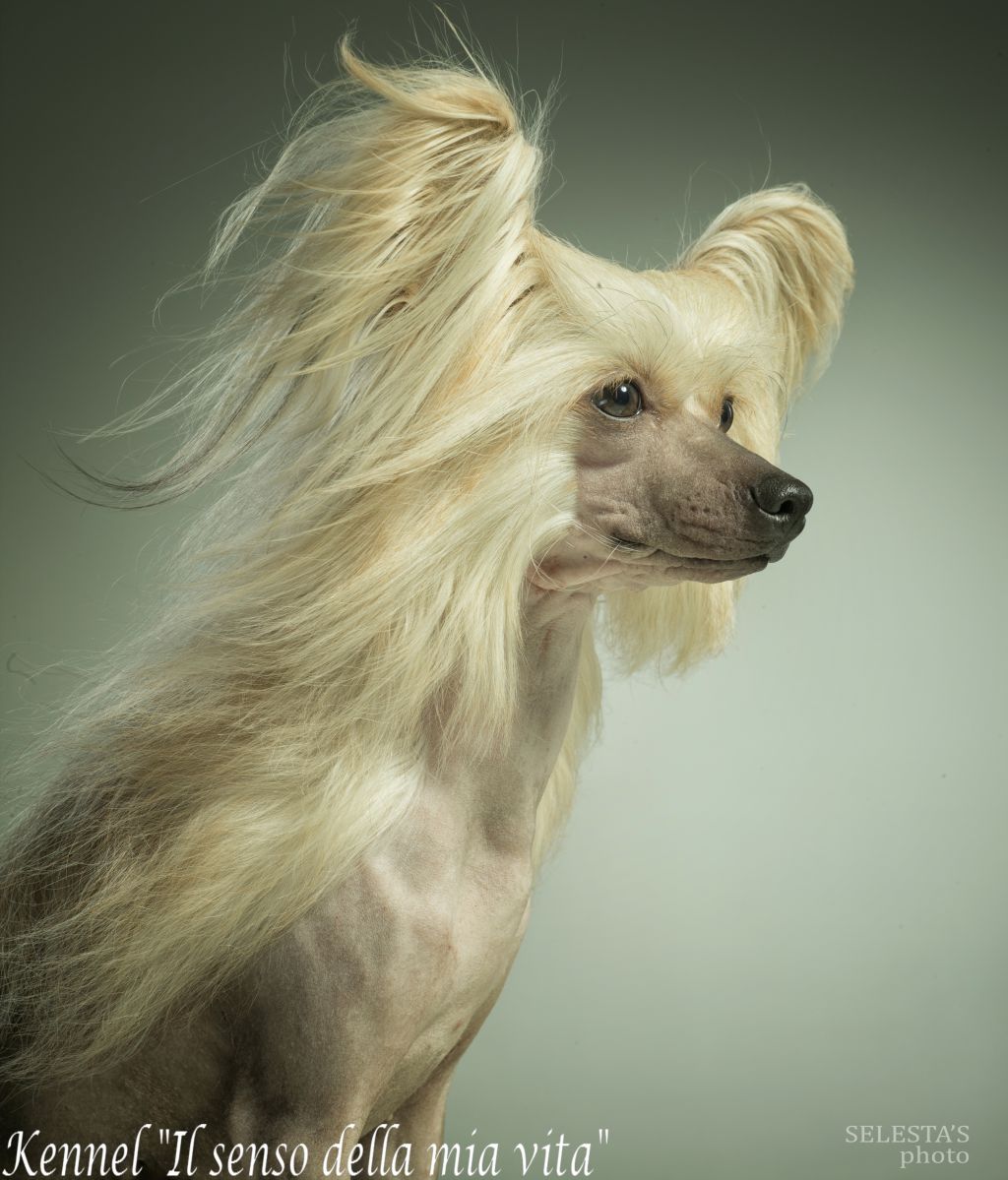 Bandigiana Toutou Velu