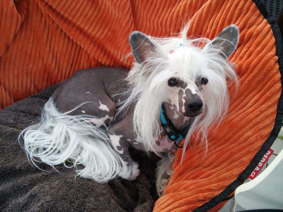 Cippi Punk Pretty Sweet