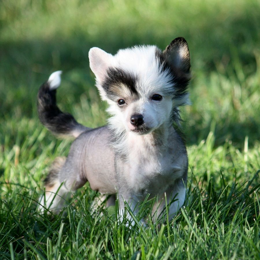 Viuvaun Satujen Taika