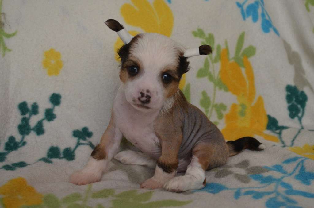 Ognenny Lotos Serdrik