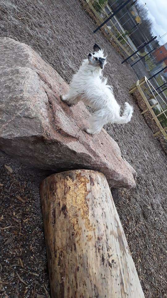 Dogventures Back To The Future