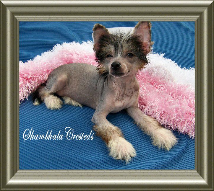 Shambhala's "Jasmine" Vashti Fleur de Giow