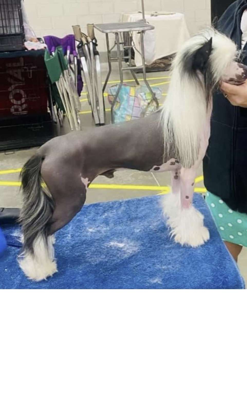 Sunlit Faerydreamer Zoot Suit