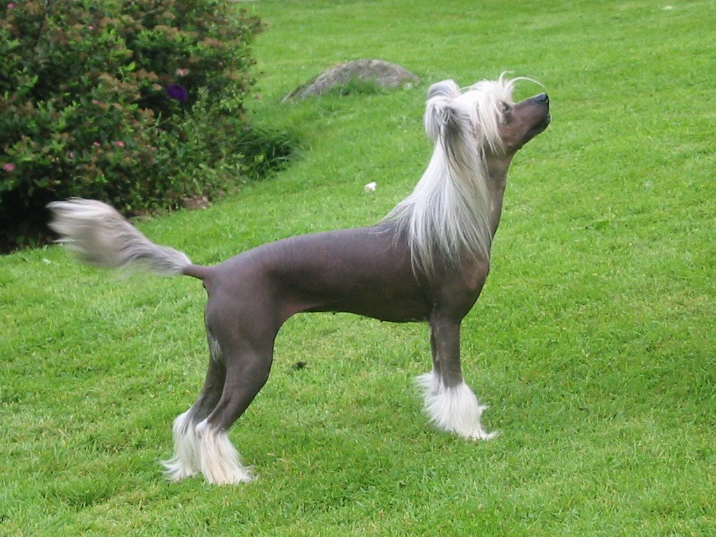 Hibacka's Modesty Blaise