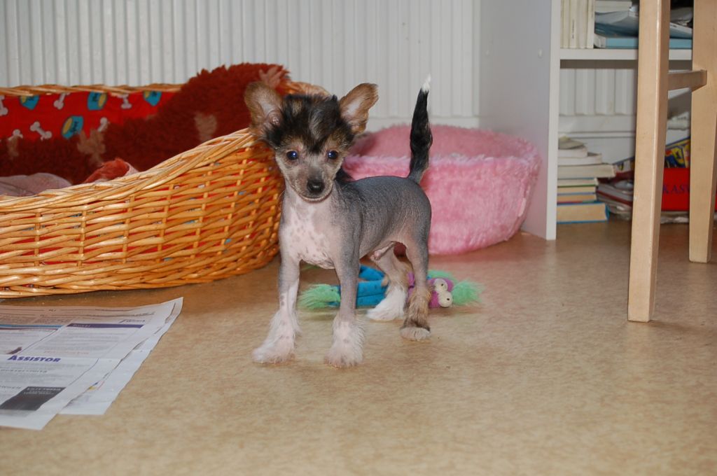 Candy Queen's Hello Finland