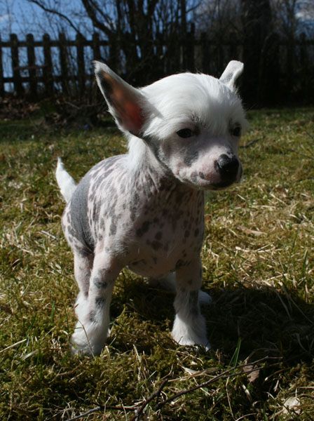 Proud Pony Spellbound