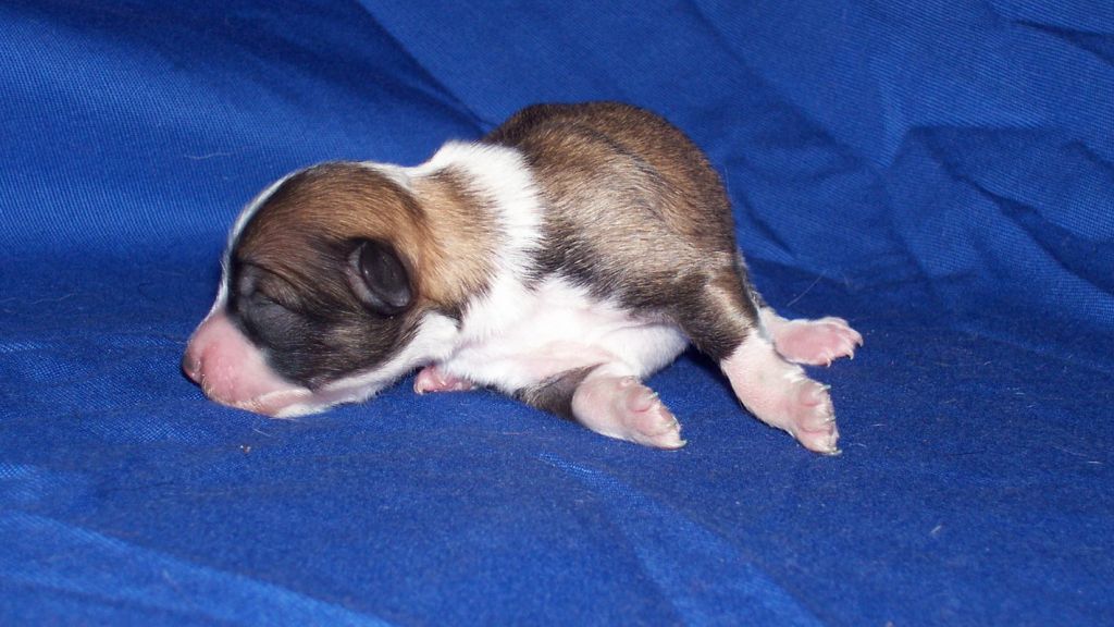 I...... iz Zelenoy Roshi