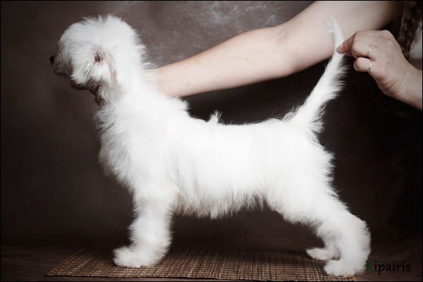 Mashama Mazi Rus Genderi