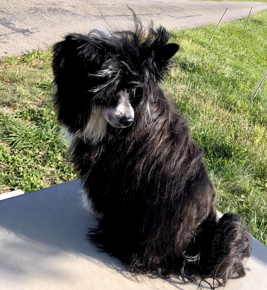 Back To Black Princes de la Roses