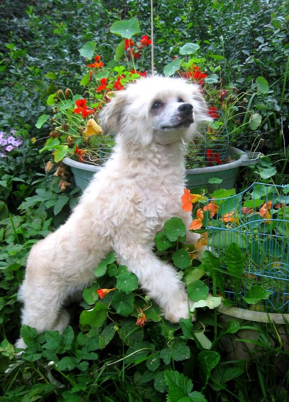 Golden Is Life Abrikos