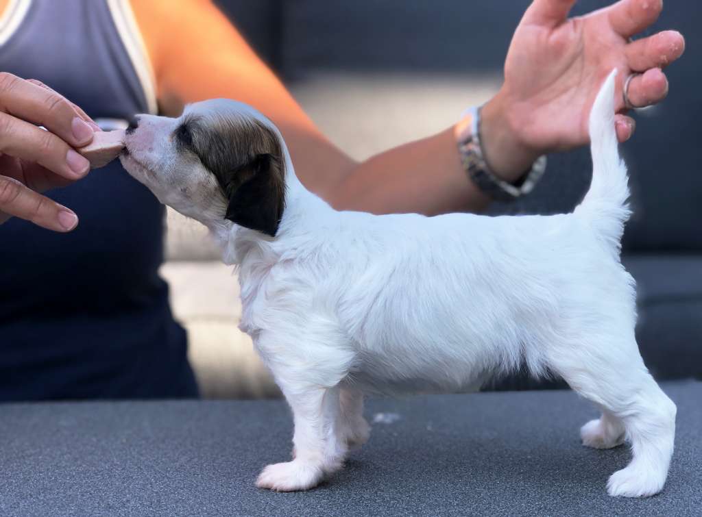 Lintika's Edelweizz N'Gold