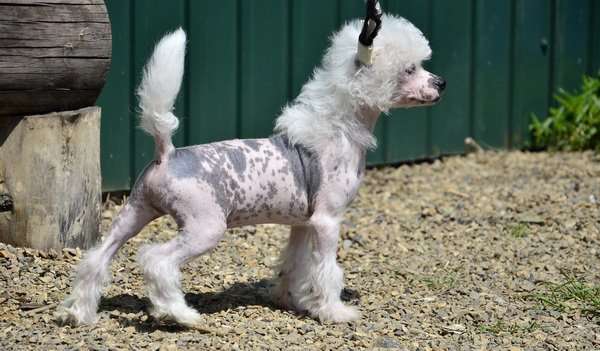 Elance Louange Veiss Double Dream