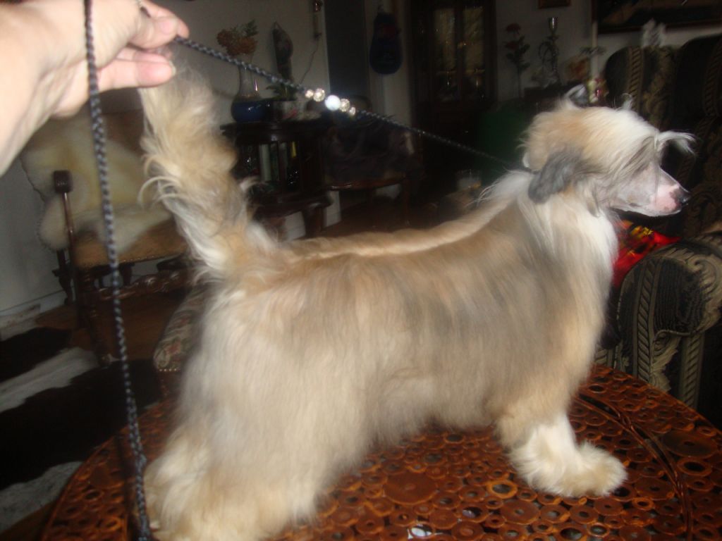 Caprioso Huang-Shang