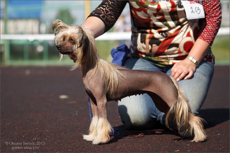 Sher Ami Coquette Iz Strani Cvetov