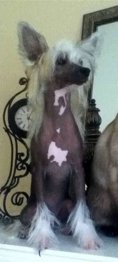 Jovancrest Cherish Me Kaunotar