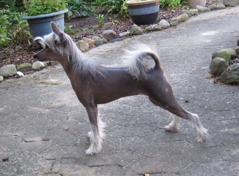 Liandra  von den Windpferden