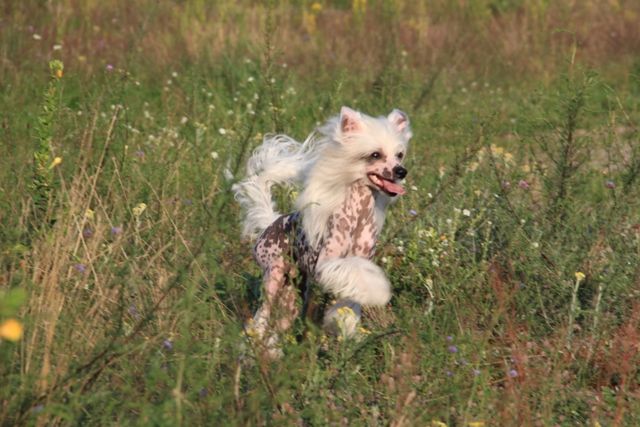 Akehiko Katsuo Aleksa's House